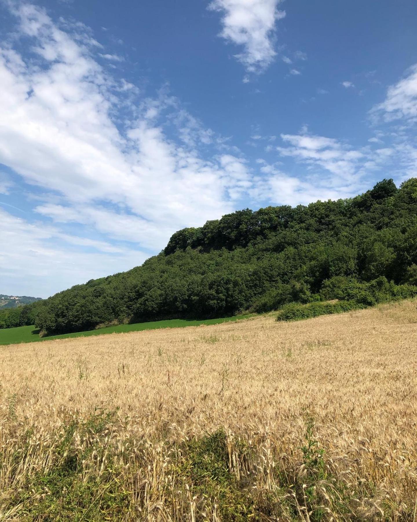 Agriturismo L'Esinante Cupramontana Bagian luar foto